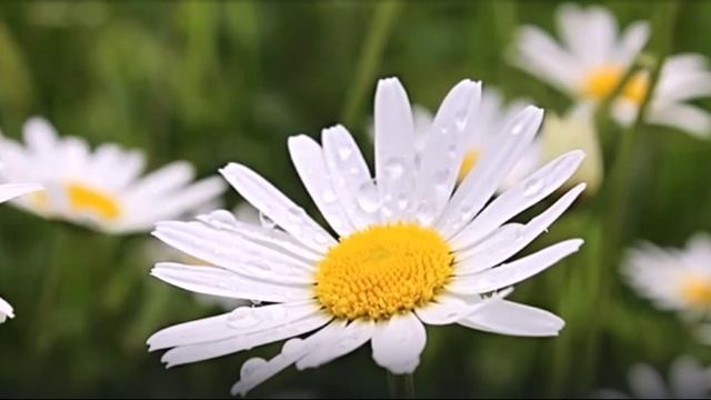 Ромашки