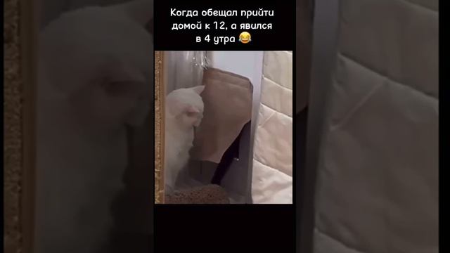 Смешной видео