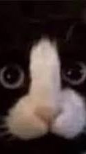 scene_output.mp4