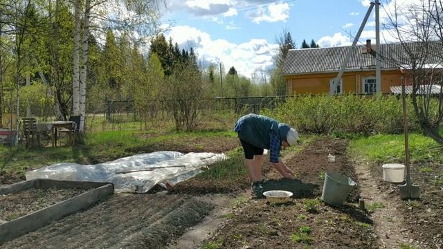 Огородные работы. Сажаю лук и клубнику.Огородные работы. Сажаю лук и клубнику.