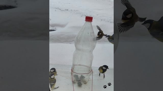 Синицы опустошили кормушку и свалили