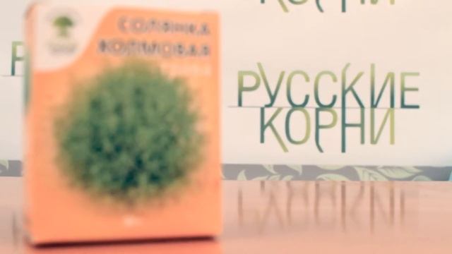 Солянка холмовая - применение и показания. Купить солянку холмовую в фито-аптеке «Русские корни»