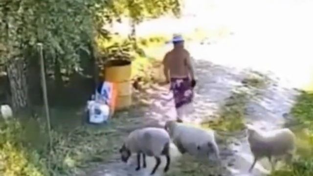 смелый барашек
