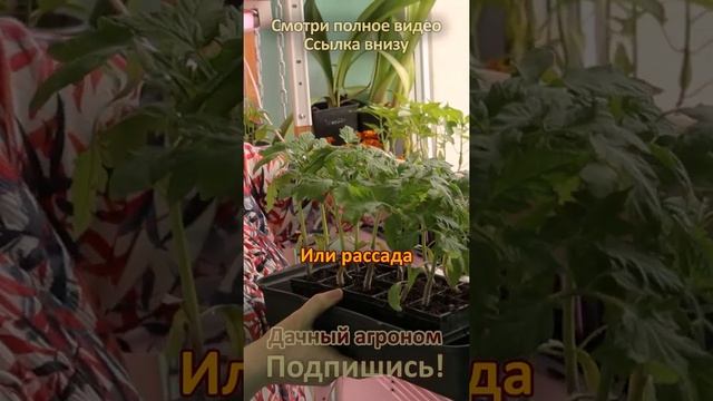 Не подкармливайте рассаду ПРОСТО ТАК!