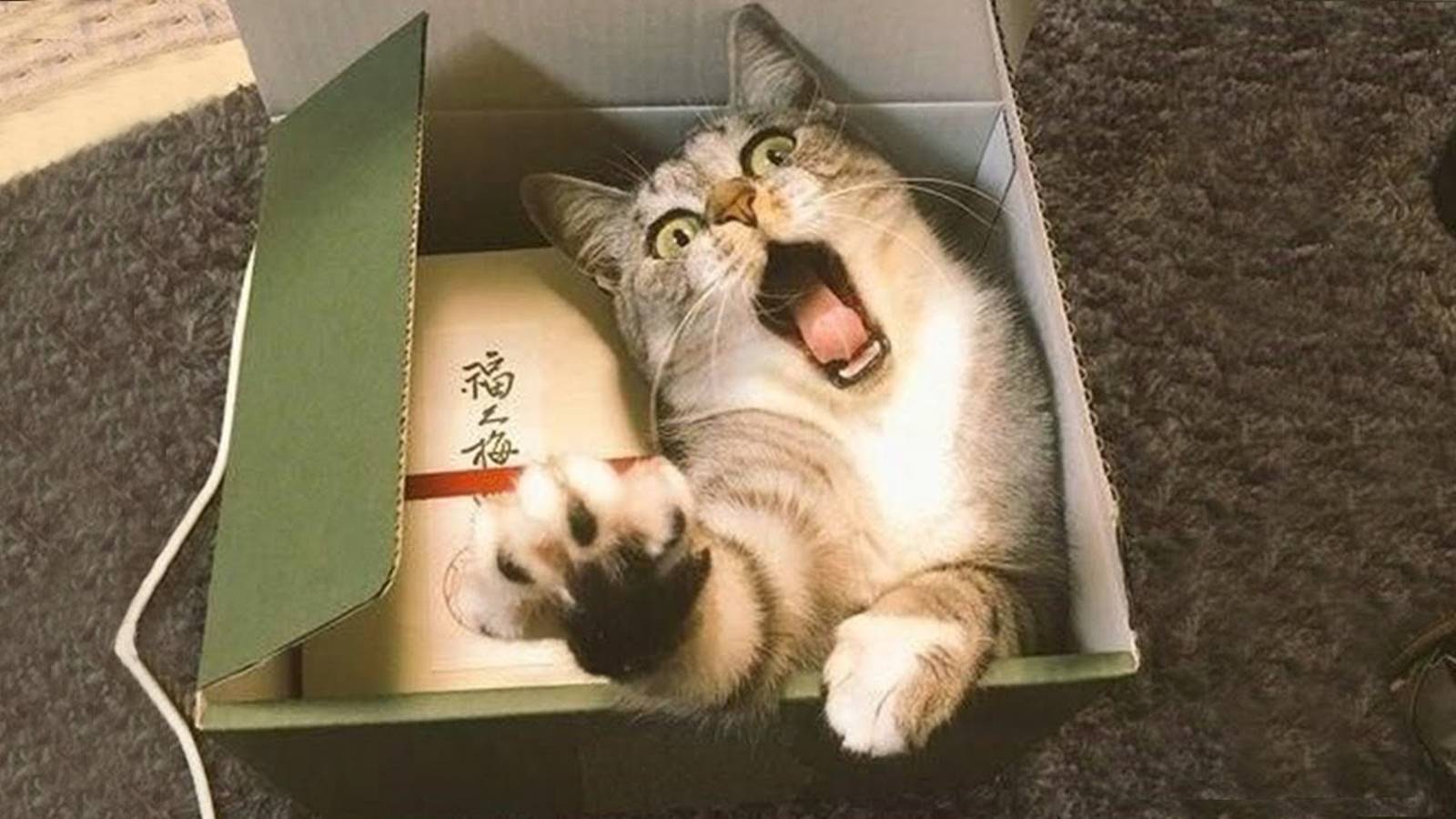 Я_РЖАЛ_ЦЕЛЫЙ_ЧАС😹КОШКИ_ЛУЧШИЕ_ПРИКОЛЫ_СМЕШНЫЕ_ЖИВОТНЫЕ_ЗА_ВЕСЬ