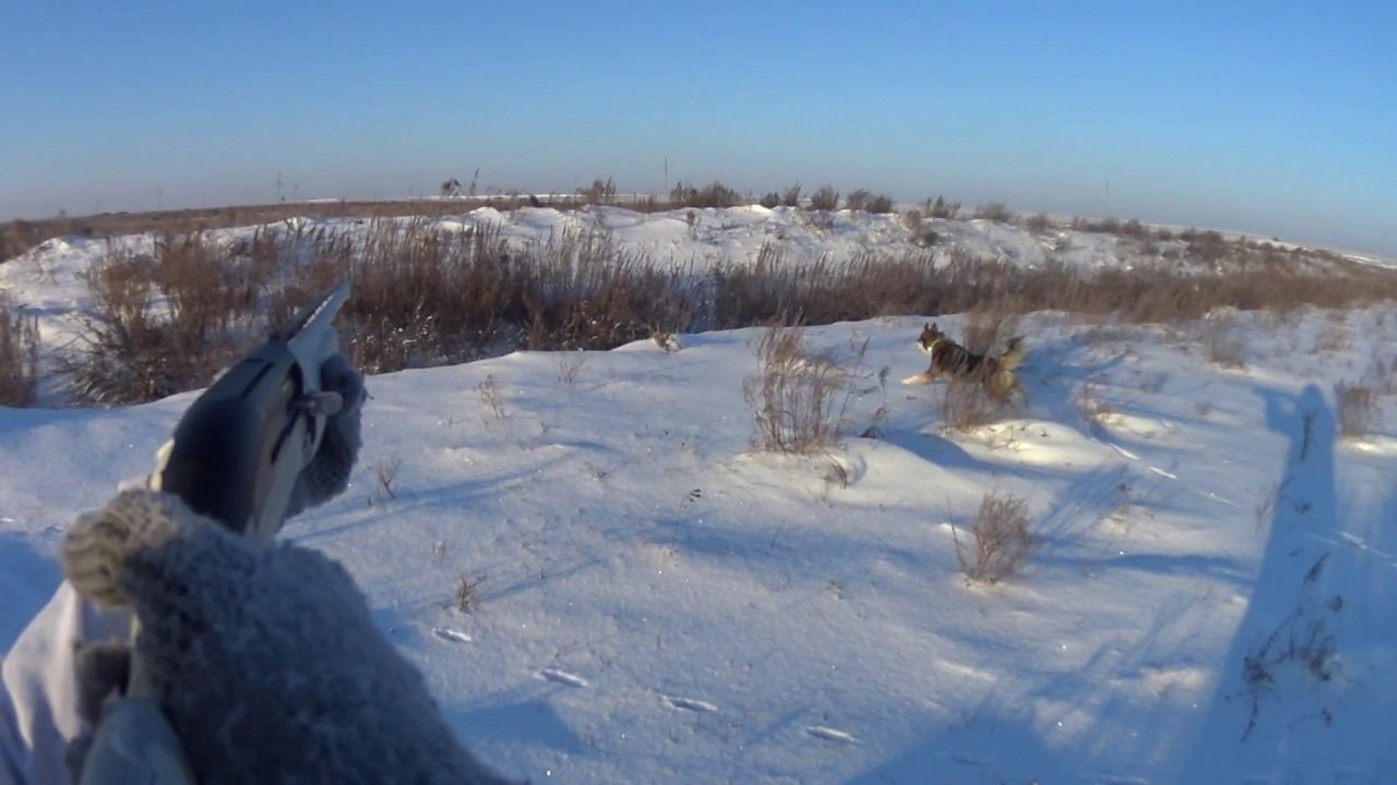 Охота на зайца 23.12.16. Дратхаар и Лайка. Заехали в воронку. Промахи. №13