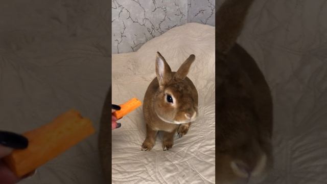 Моя любовь моя морковь😊👍