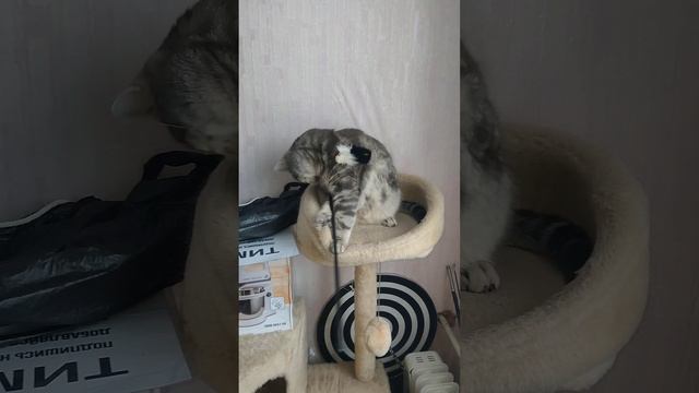 ВИДЕО - Сборник 5 часть. (про Кота Котю 🐱 🐈) Просто и на память !