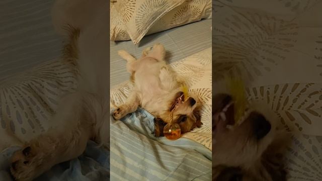 1000067801.mp4
