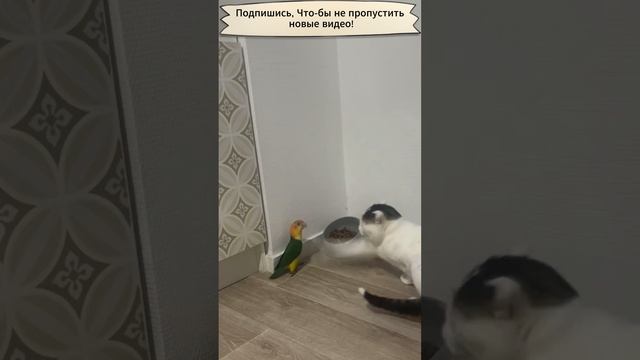 Наглый попугай