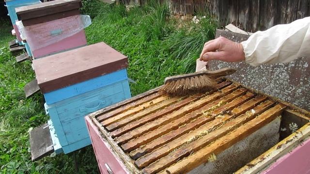 Как сработала двухкорпусная система пчеловождения