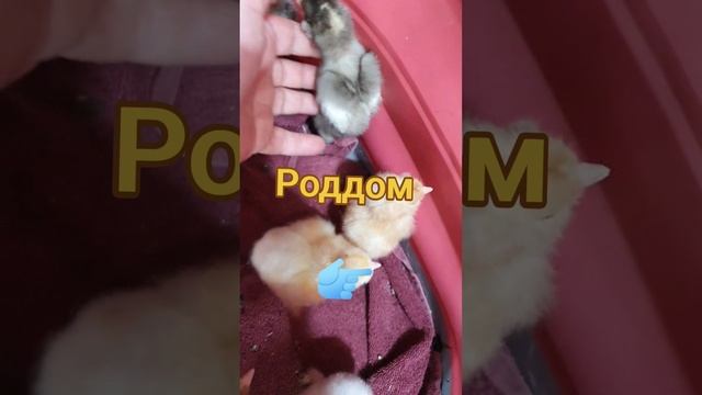 инкубатор и рождение новой жизни