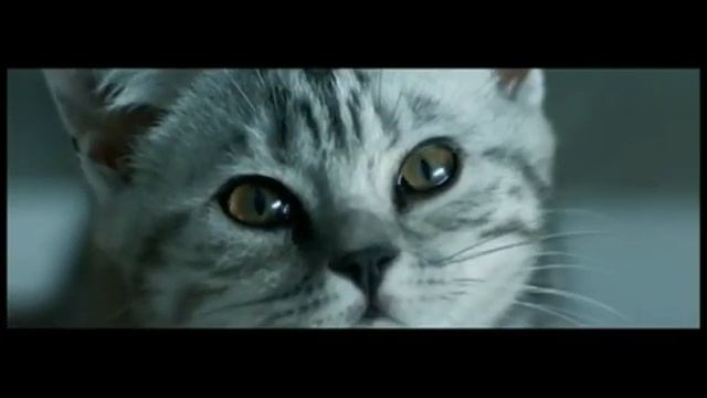 РЕКЛАМА НАОБОРОТ - Whiskas. Вискас.mp4