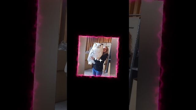 scene_output.mp4