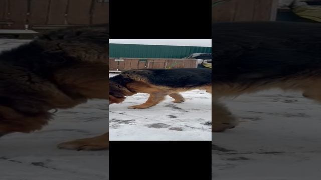 новенький из Никольского