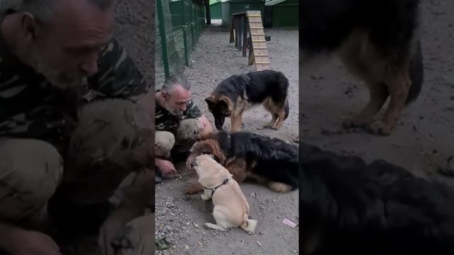 Отключаем бурную реакцию питомца на других собак