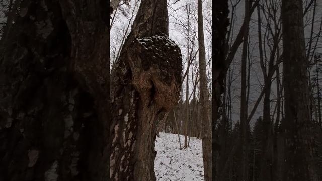 Кап березовый.