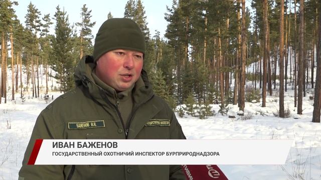 В Бурятии стартовал зимний учёт диких животных и птиц