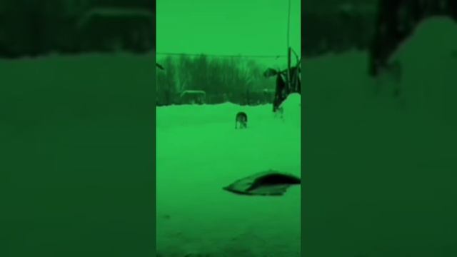На холодном ветру (2)