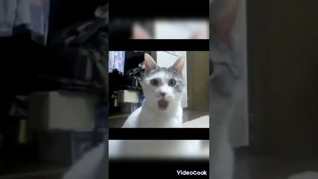 Паркурист от бога👌🗿