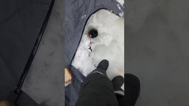 Рыбалка на Каме Удмуртии 🇷🇺❤ обзор палатки