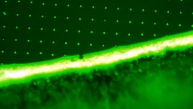 Smart Force: Assembly of 2µm fluorescent polystyrene particles on silicon surface