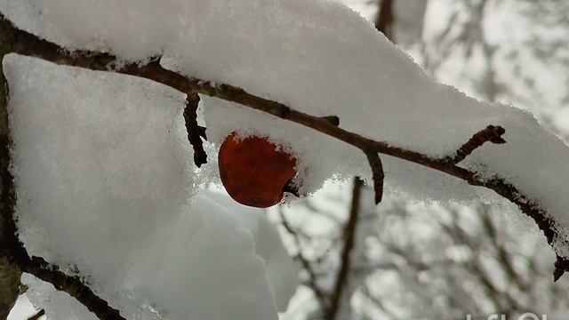 Шах-мурза в середине зимы