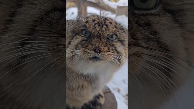 #манул очень вами недоволен 😡🥵😍