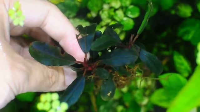 bucephalandra sp. Dancing Ghost