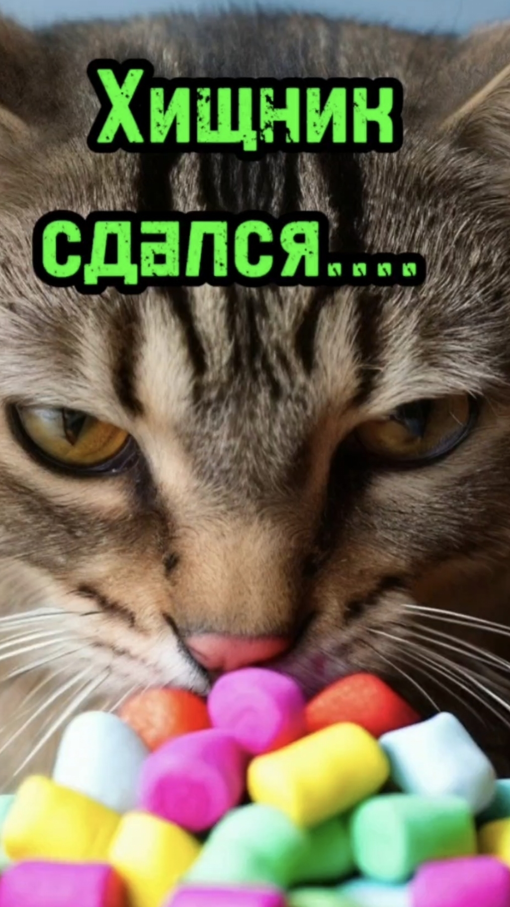 Не правильная кошка 😂