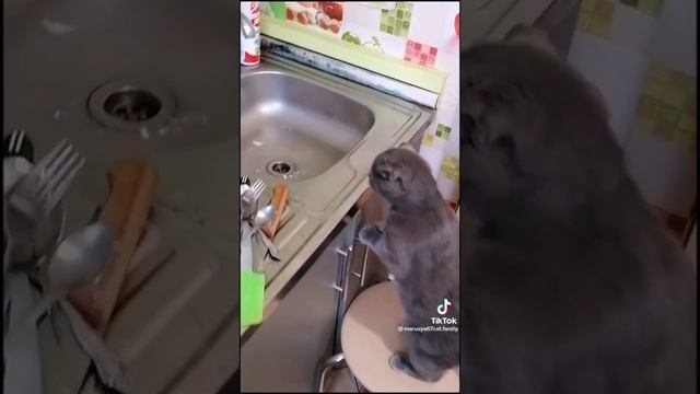 Смех и только