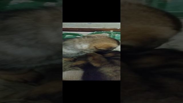 Щенки немецкой овчарки
