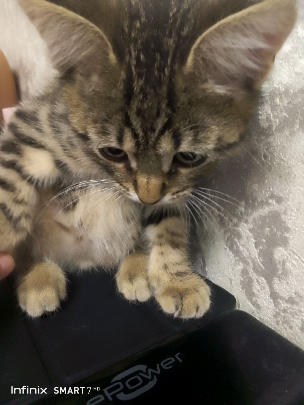 обзор на Таба лапки