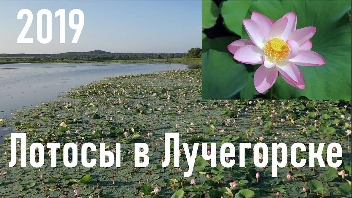 Лотосы недалеко от п. Лучегорск (архив 2019 г.), высохшее озеро в п. Лучегорск, UHD 4K VIDEO