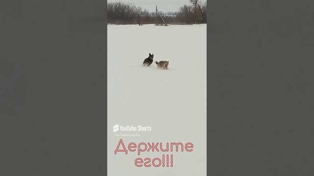 Держите его!!!