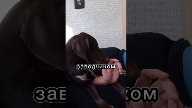 Выбор щенка - что нужно знать