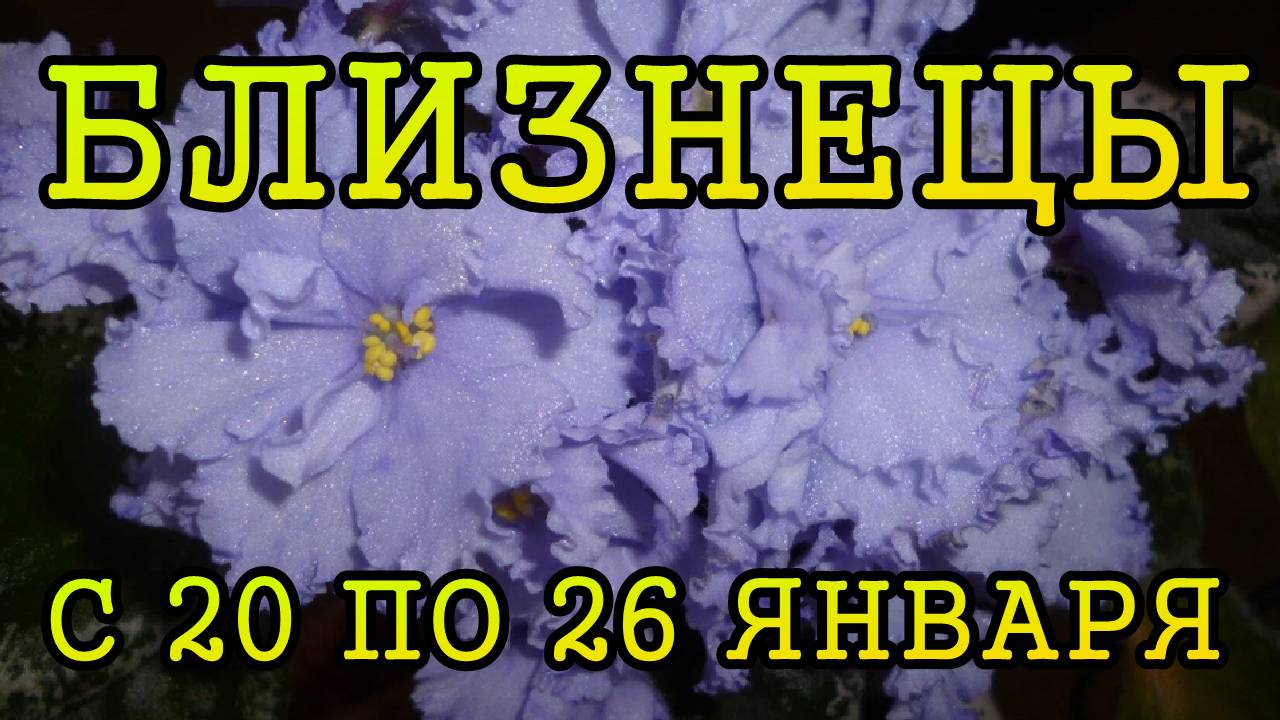 БЛИЗНЕЦЫ таро прогноз на неделю с 20 по 26 ЯНВАРЯ 2025 года.