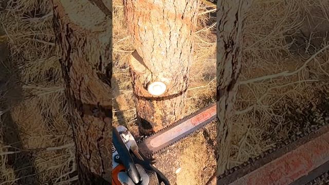 Stacking Logs from in the Tree 🪵🌲