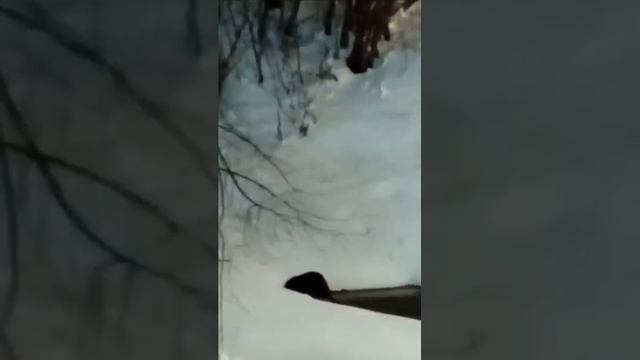 Приключения бобра в Барнауле #барнаул #lбобер #бобёр #приколы