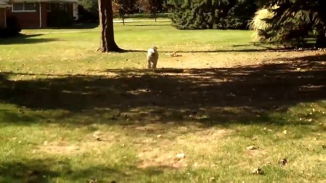 Mini Goldendoodle Cassie loves to play ball