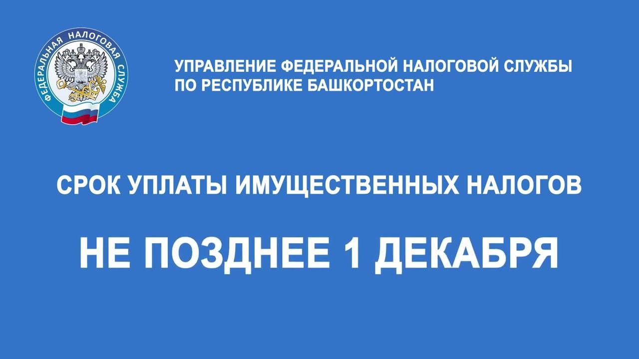 Срок уплаты имущественных налогов