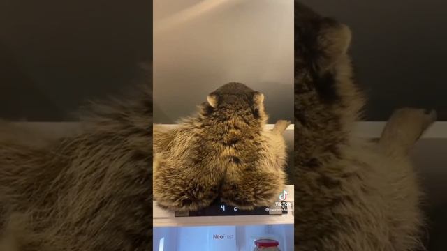 Ворует сардельки