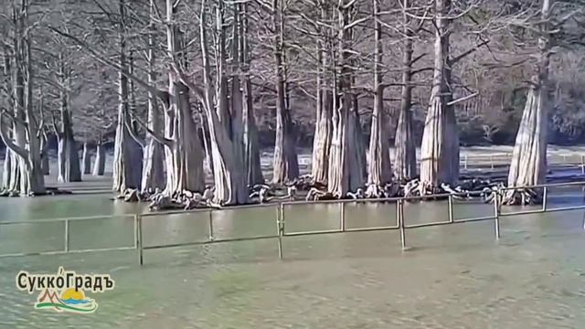 Кипарисовое озеро Сукко 16 января 2025 года