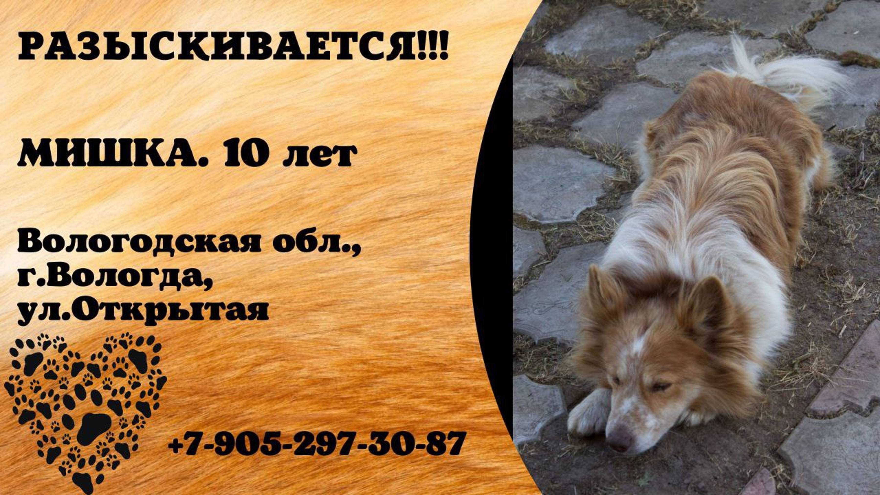 Пропала собака! МИШКА. 10 лет. Вологодская обл, г.Вологда