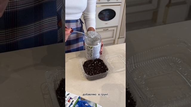 Красивые и нежные – готовимся к пышному цветению дельфиниумов в январе