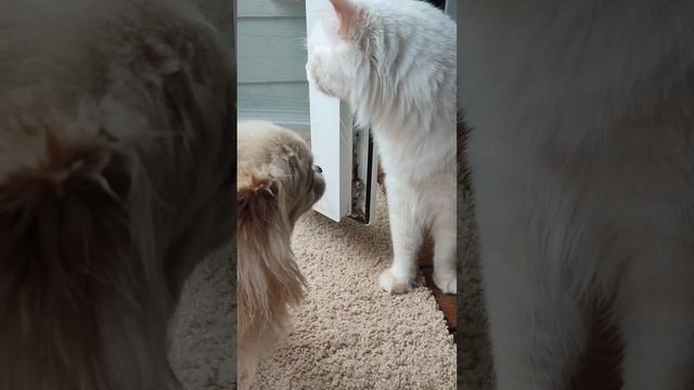 Кошка Тима размышляет как поймать жука