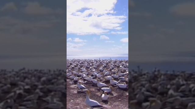 Чайки, не кричите, сердцу больно...