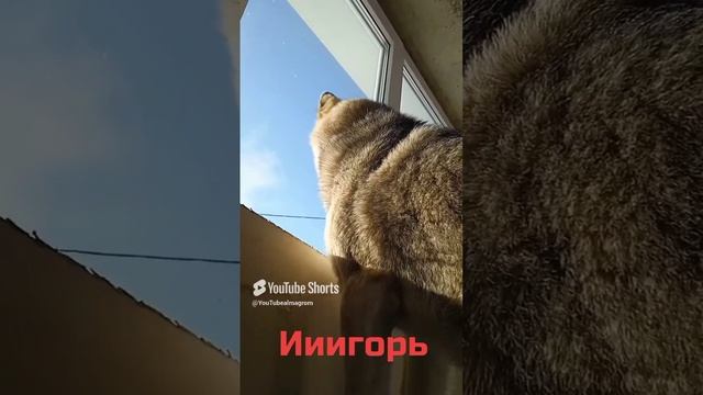 Игорь, ииигорь!!!!