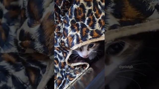 Вылетел из под колес машины
