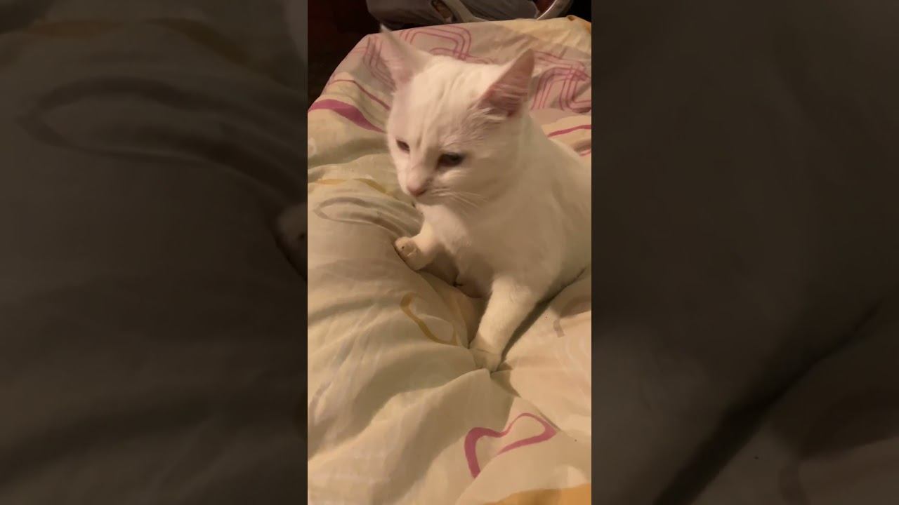 Отношение к животным #юмор #cat #ларс #кот #котик #adrenaline